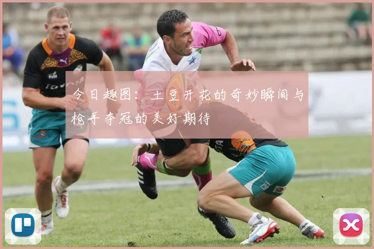 今日趣图：土豆开花的奇妙瞬间与枪手夺冠的美好期待